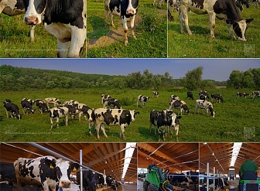 Животноводческая ферма Шеметово